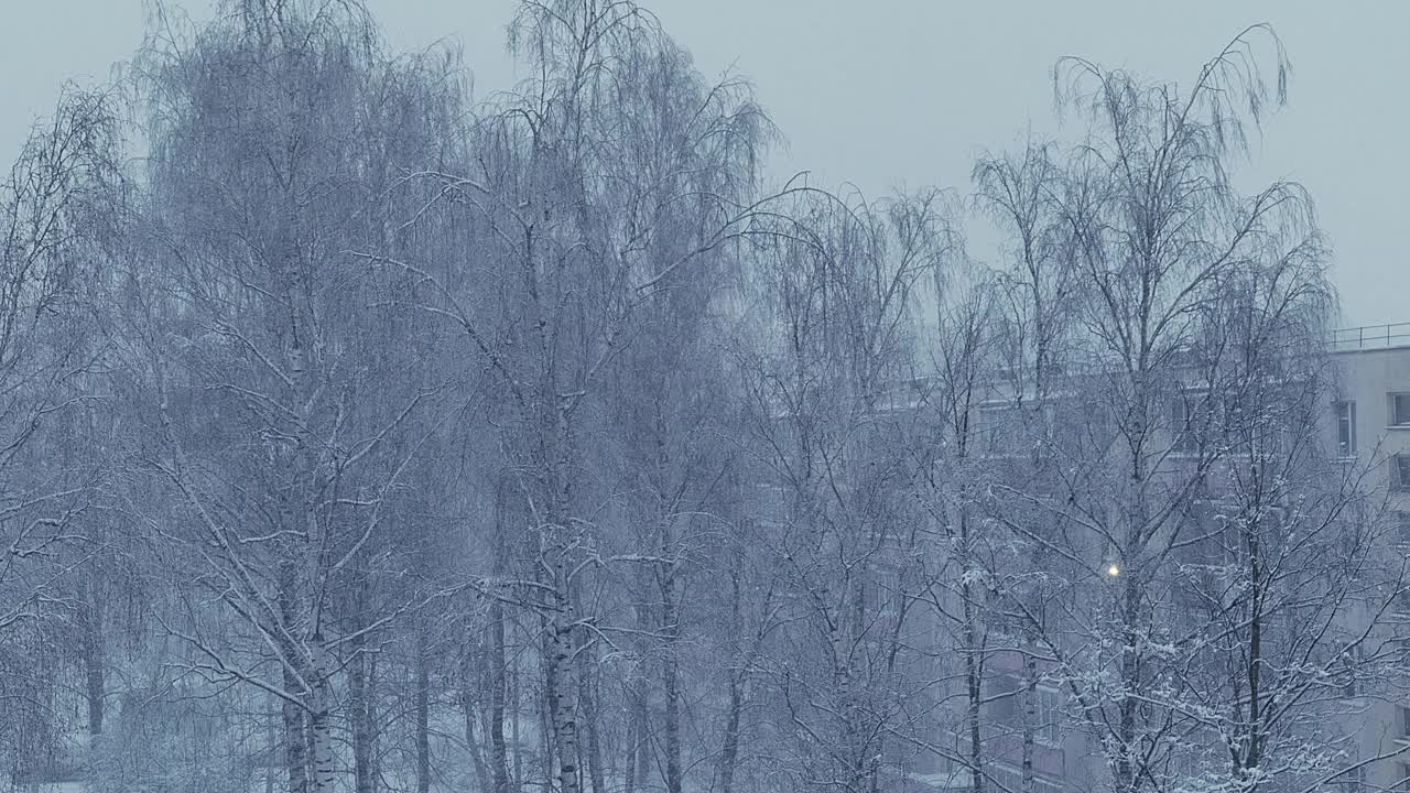飘落的雪花映衬着白桦树枝视频下载