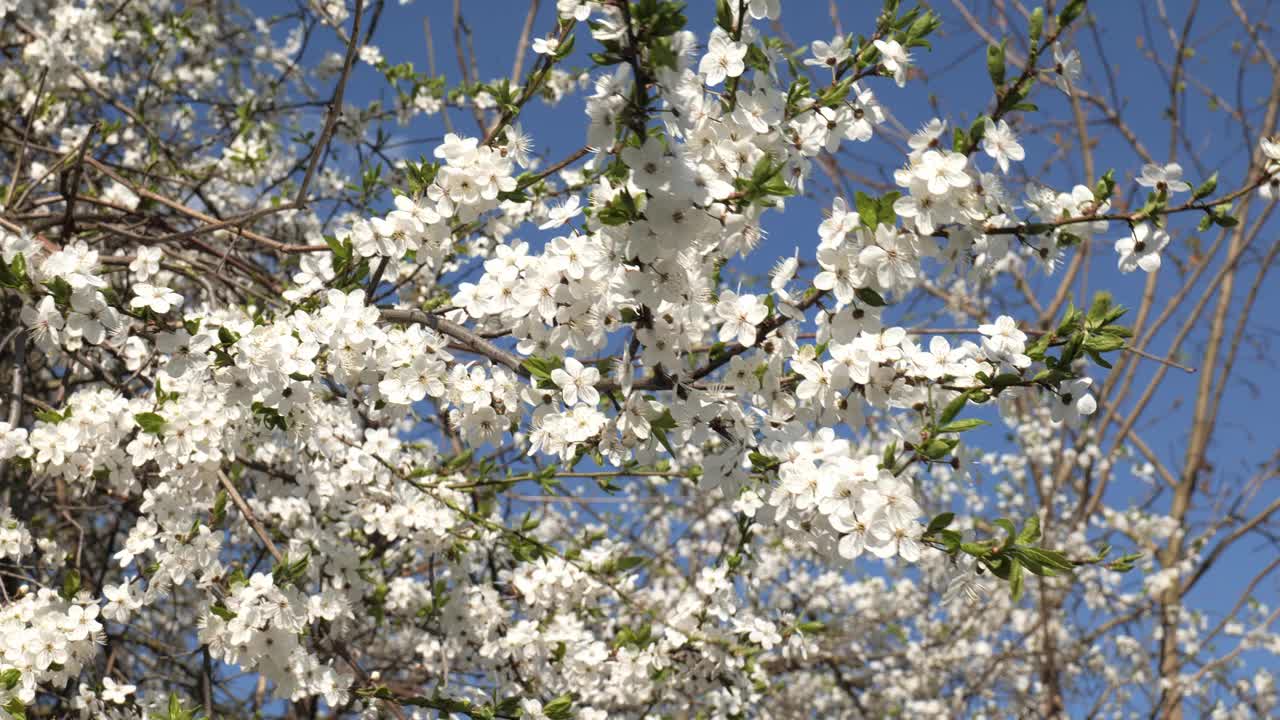 枝头的樱花在风中映着蓝天视频下载