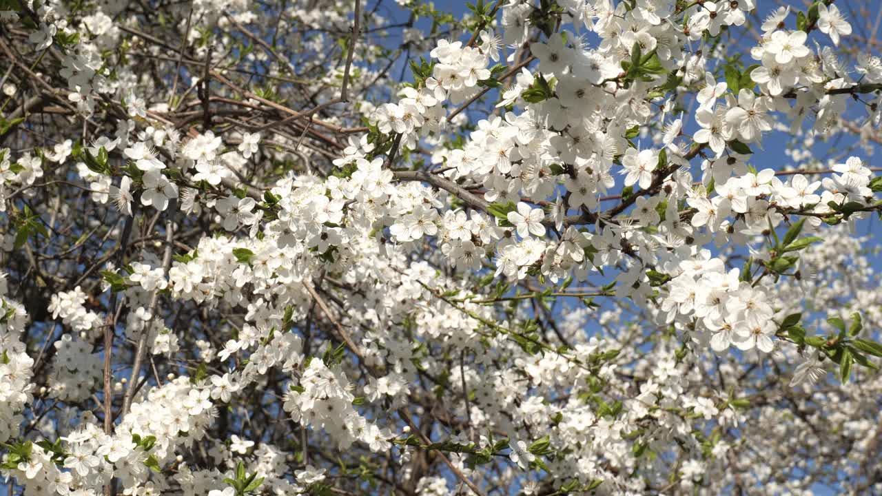 枝头的樱花在风中映着蓝天视频下载