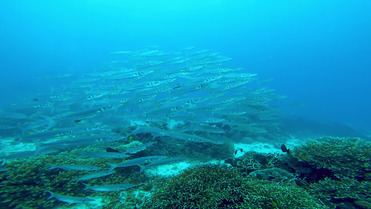 美丽的水下彩色热带珊瑚礁与海洋浅滩鱼。探索海洋中的野生动物风景。在亚洲平静的海洋浮潜。明亮充满活力的生物多样性海洋动植物深度世界视频下载