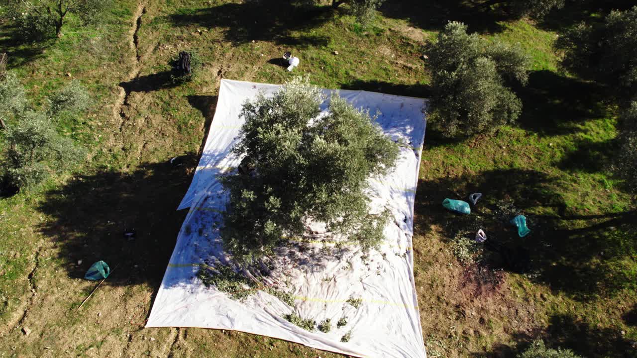 采摘橄榄的女农民。农民们正在收获橄榄。鸟瞰图。视频下载