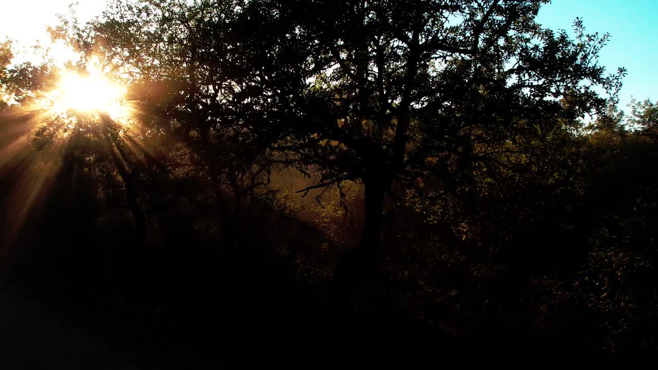 在雾蒙蒙的天气里，透过树木的阳光变得更加明显。美丽的夏日早晨在森林里。阳光透过一棵雄伟的绿树的叶子照射进来。神奇的夏日森林视频下载