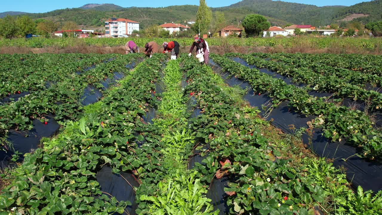当地的生产者农民，他们是农村的种植者，正在收获在土壤中生长的草莓。农业产业。视频下载