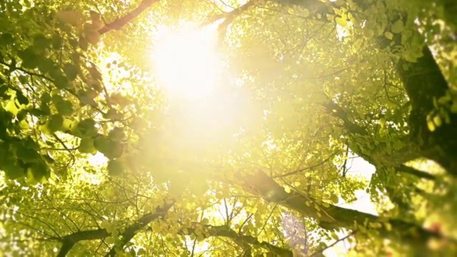 高清视频多莉情绪太阳看透过树木和树叶视频素材