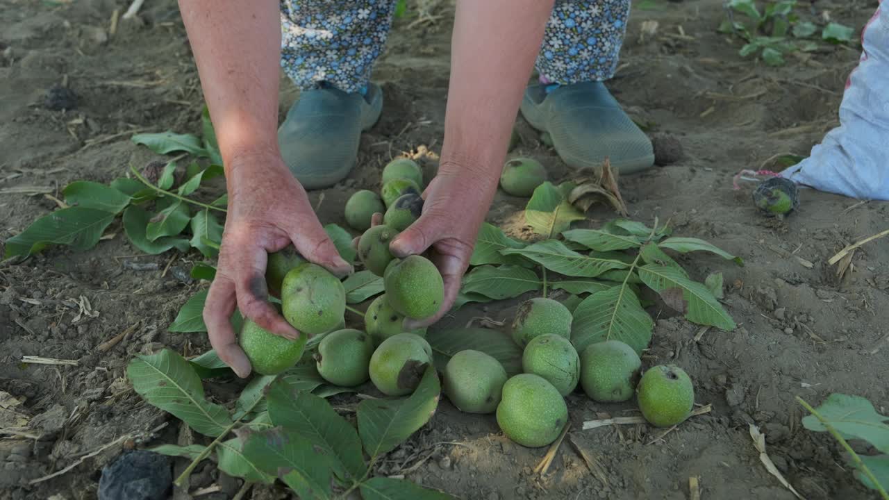 这位农村女农民正在用传统的方法采摘核桃。视频下载
