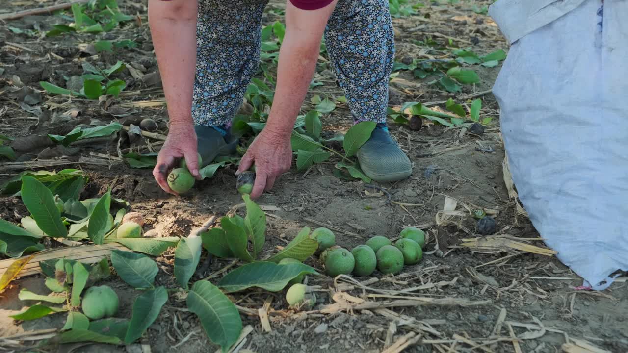 这位农村女农民正在用传统的方法采摘核桃。视频下载
