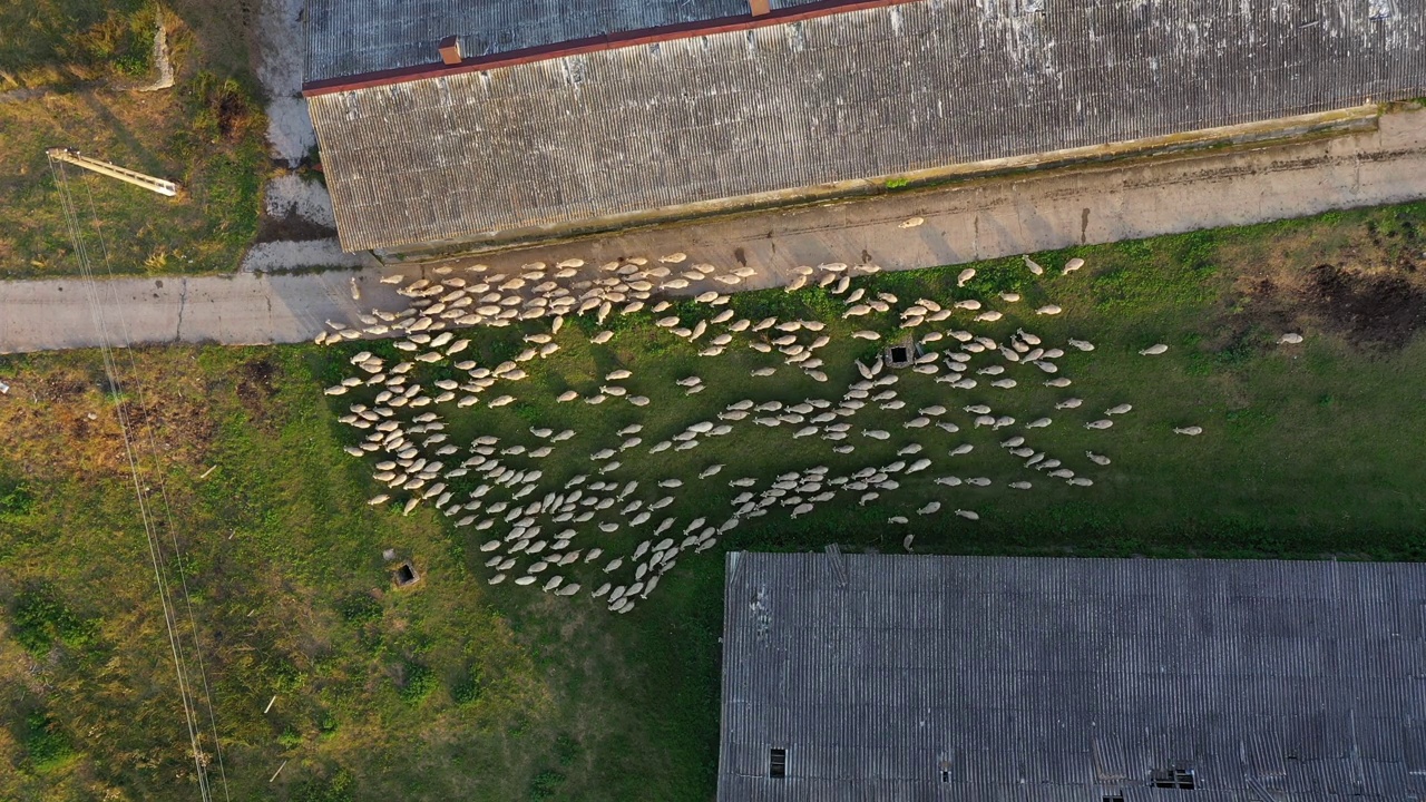 养羊鸟瞰图。一群羊在农场建筑附近吃草视频素材