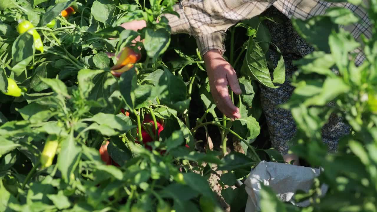 女农民正在收获红灯笼椒。采摘甜红辣椒。视频下载