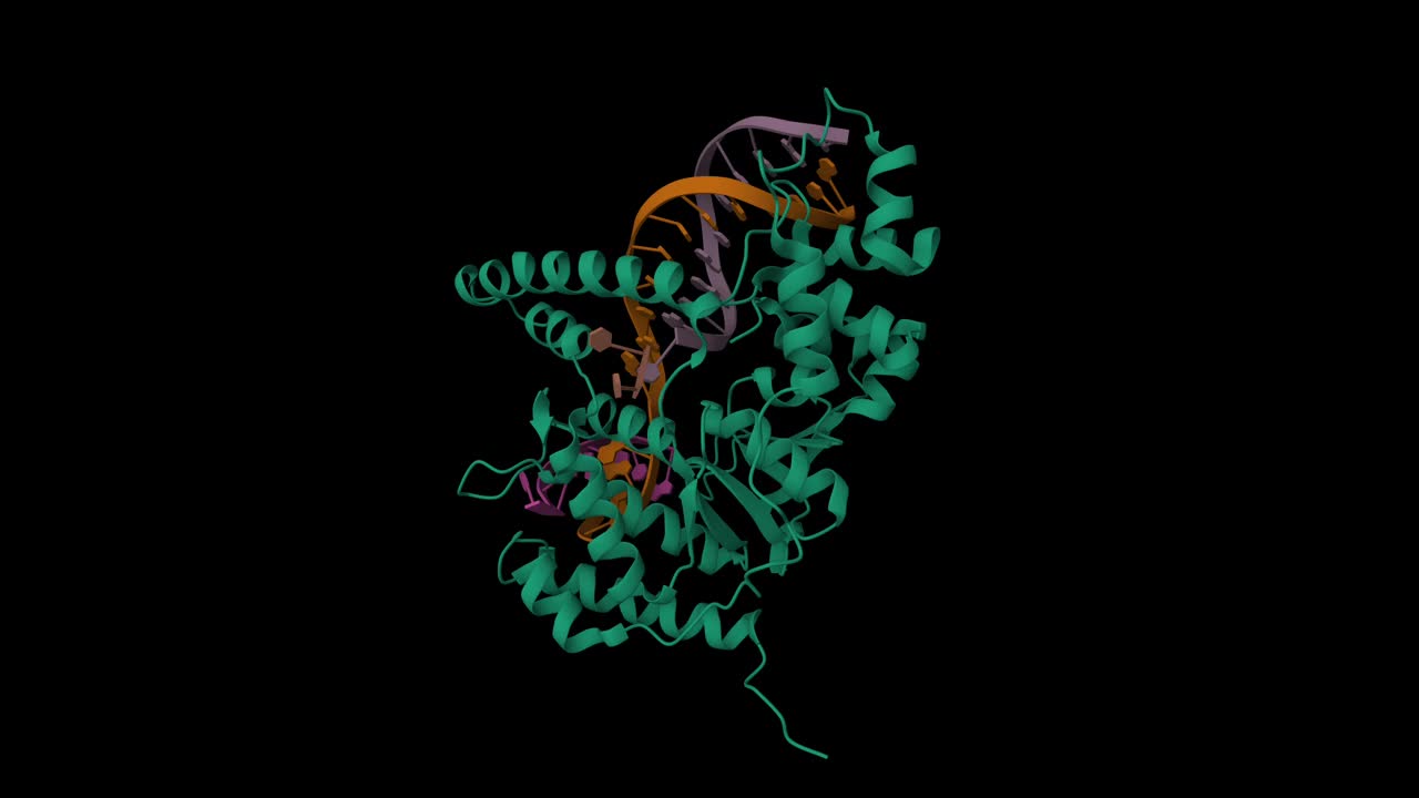 带裂解产物片段的皮瓣内切酶1 (FEN1) D233N视频下载
