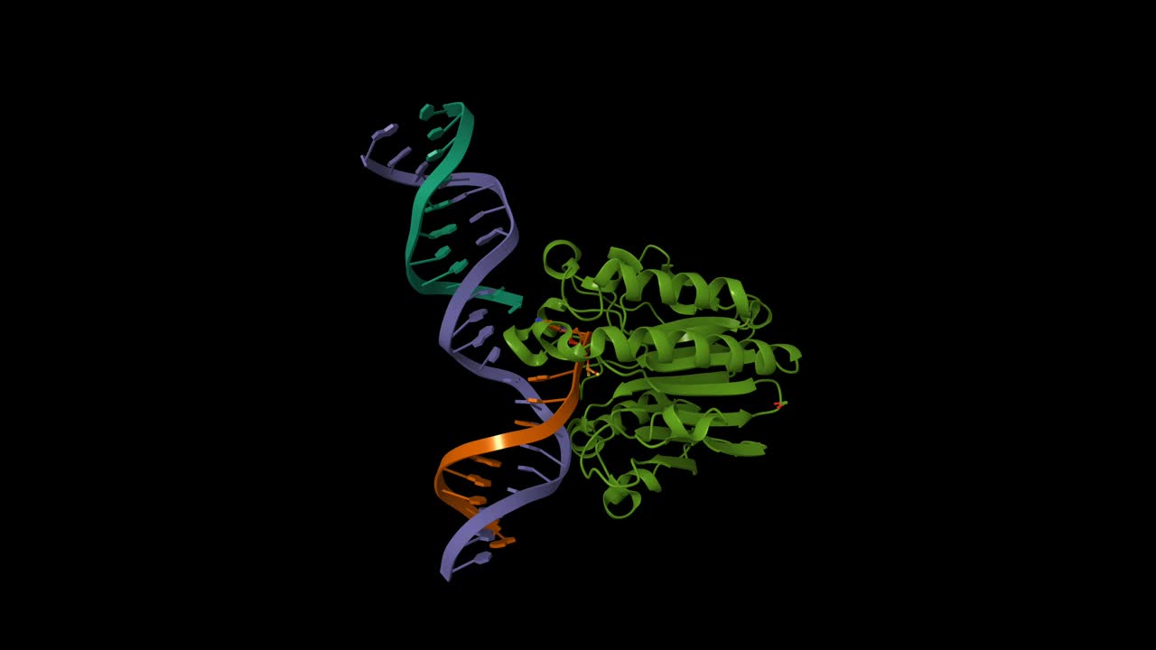 人无嘌呤-无嘧啶(AP)内切酶1 (APE1)外切酶底物复合物与C-T不匹配视频下载