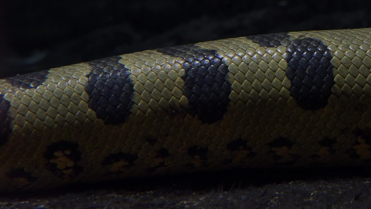 绿水蟒。水下的大蟒蛇。视频下载