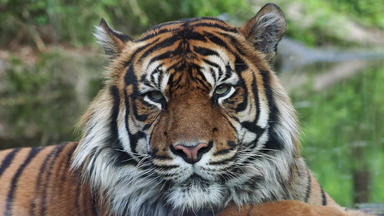 苏门答腊虎的正面照片。苏门答腊虎肖像(Panthera tigris sumatrae)视频下载