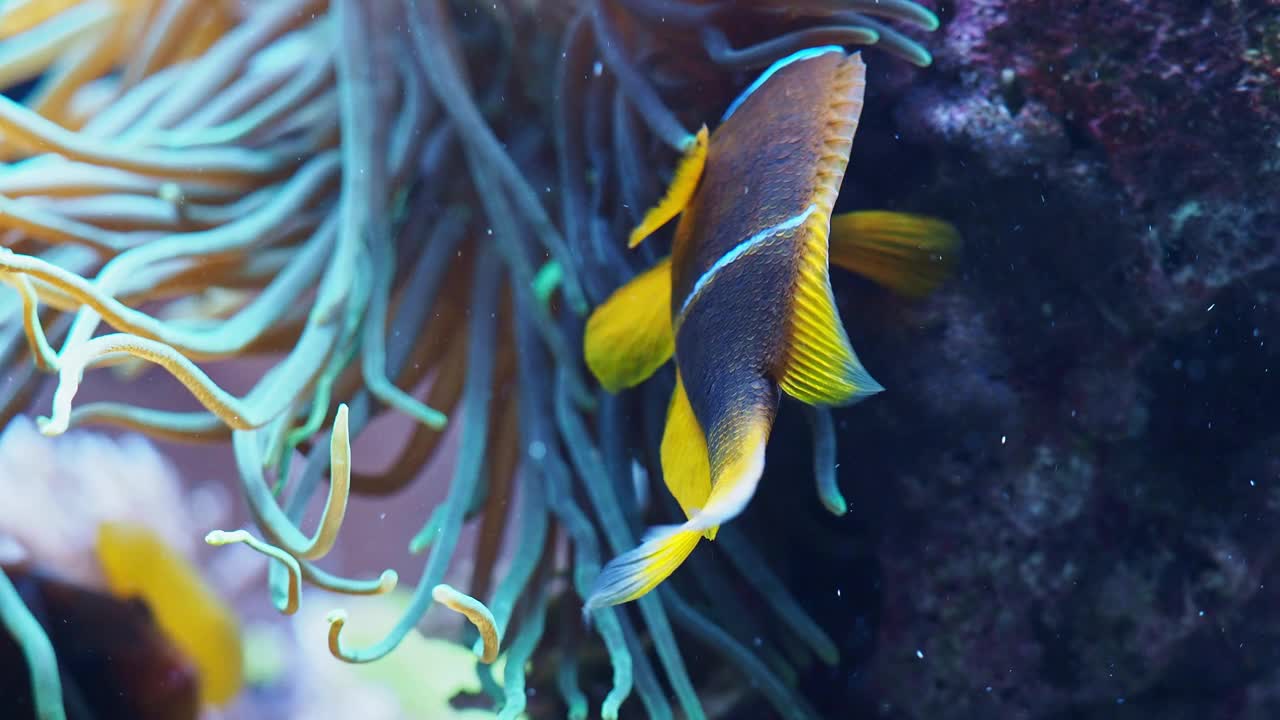 在海里的珊瑚礁上钓鱼。视频下载