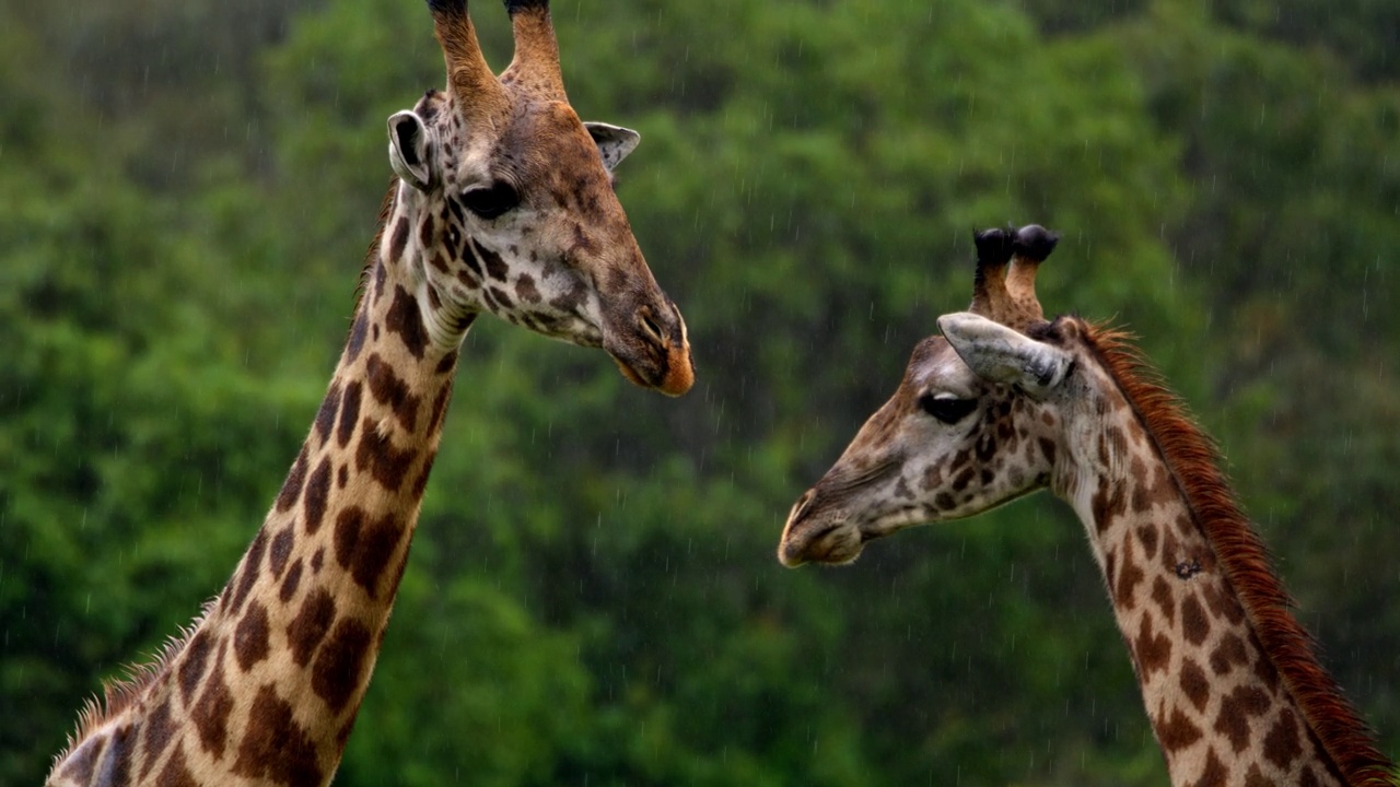 坦桑尼亚热带森林边缘长颈鹿头部的长镜头视频下载
