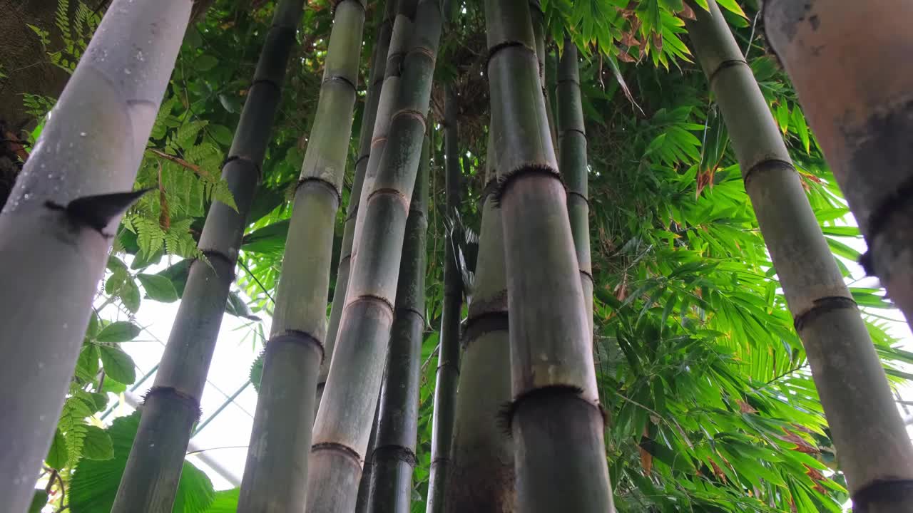 竹是一种多年生常绿植物，属于竹科，竹亚科。竹树。视频下载