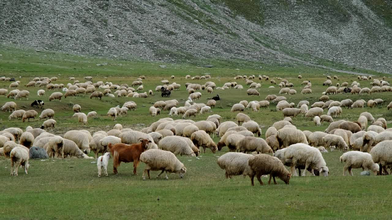 农耕和农业的概念。一大群羊在格鲁吉亚山区的绿色草地上吃草。卡兹贝吉地区的特鲁索峡谷。水平慢动作4k镜头。视频下载
