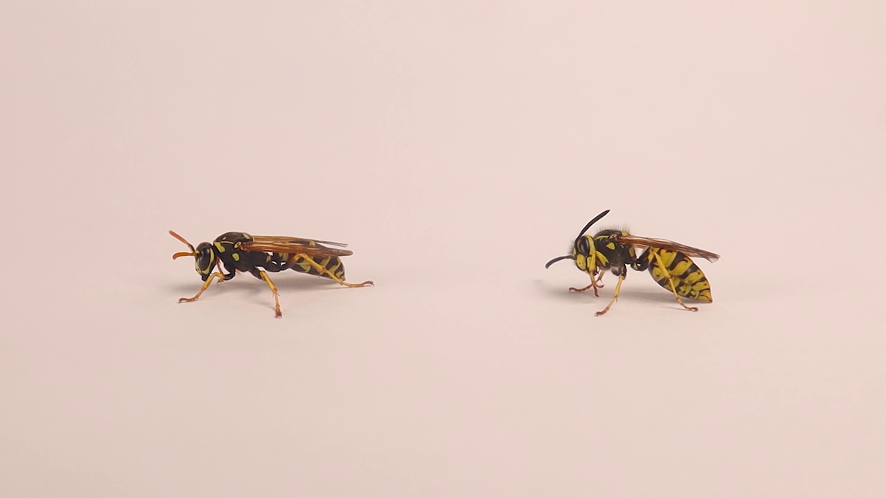 两种被隔离在白色背景上的黄蜂。
右边是欧洲纸黄蜂(Polistes dominula)。
另一边是德国黄马甲(Vespula vulgaris)。
黄色的大黄蜂视频下载