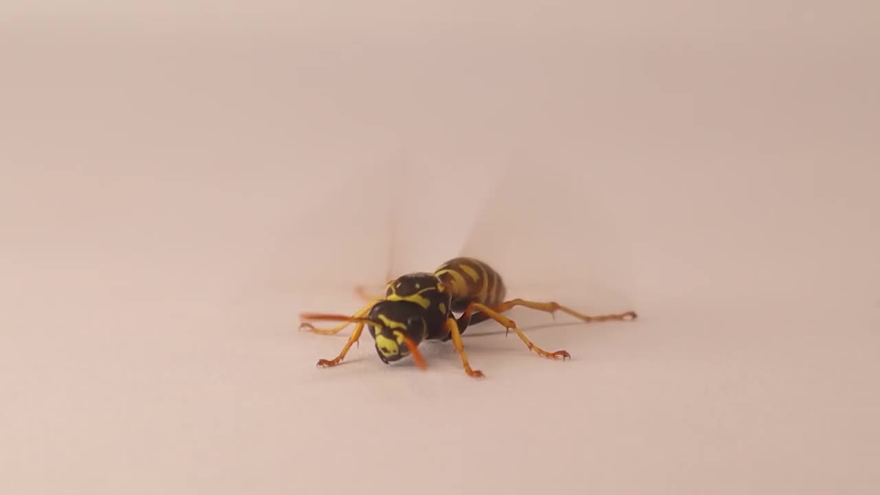 白色背景上的欧洲纸黄蜂。
黄色的黄蜂拍打翅膀作为飞行前的热身。
昆虫被隔离在画室里。
社会昆虫。
错误,错误。视频下载