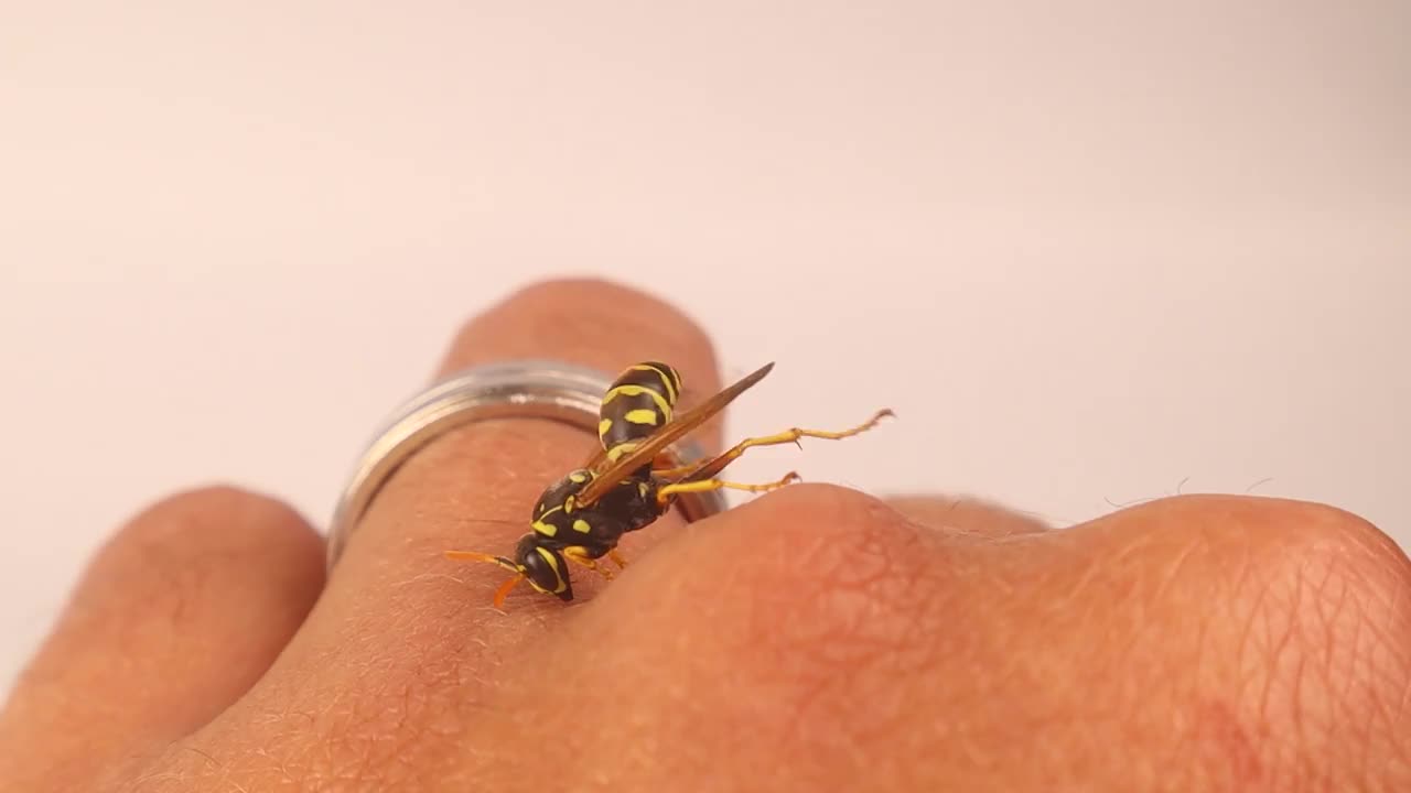 欧洲纸黄蜂(纸黄蜂)。
外来兽医证明黄蜂对人类没有危险。
黄黄蜂在清洁自己。
黄蜂螫人只是为了保护自己和它的王国。
野生动物兽医视频下载