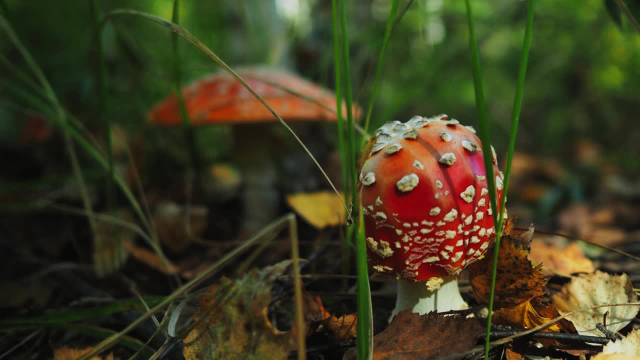 帽上有白色斑点的红色木耳蘑菇视频素材