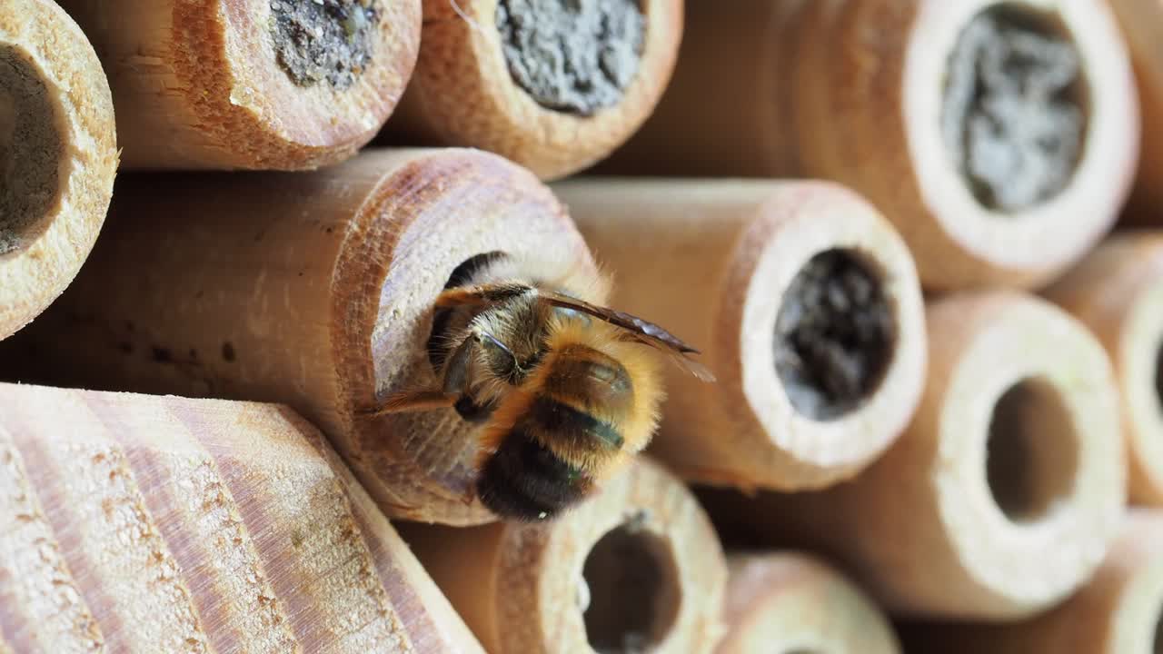 野生蜜蜂在“蜜蜂旅馆”的巢箱中准备产卵腔的特写视频下载