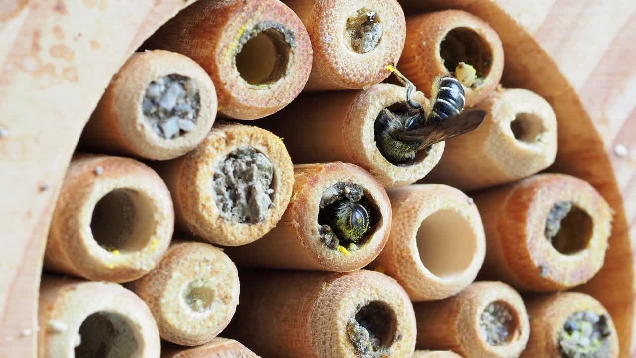 野生蜜蜂在“蜜蜂旅馆”的巢箱中准备产卵腔的特写视频下载