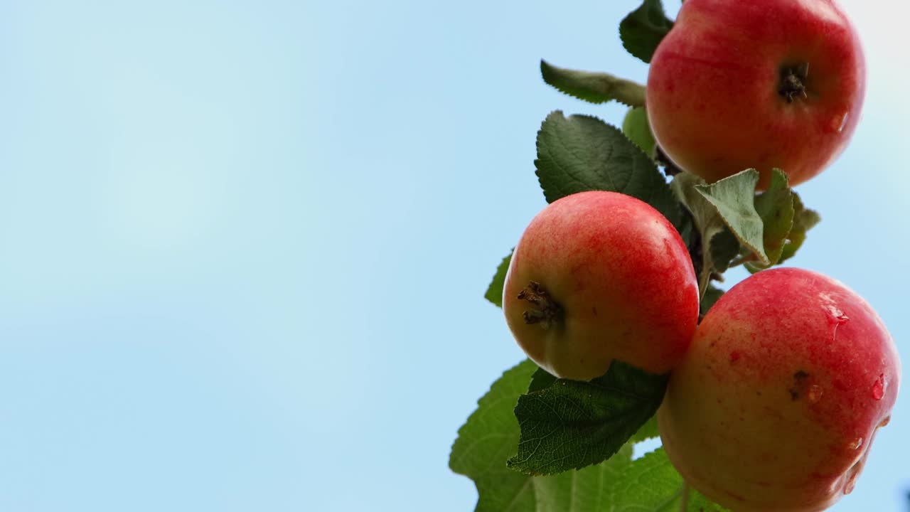 鲜亮多汁的熟透的苹果，雨后带着水滴落在苹果树枝上，贴近蓝天，生活方式视频下载
