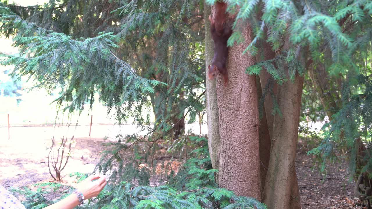 小红松鼠在树上吃东西视频下载