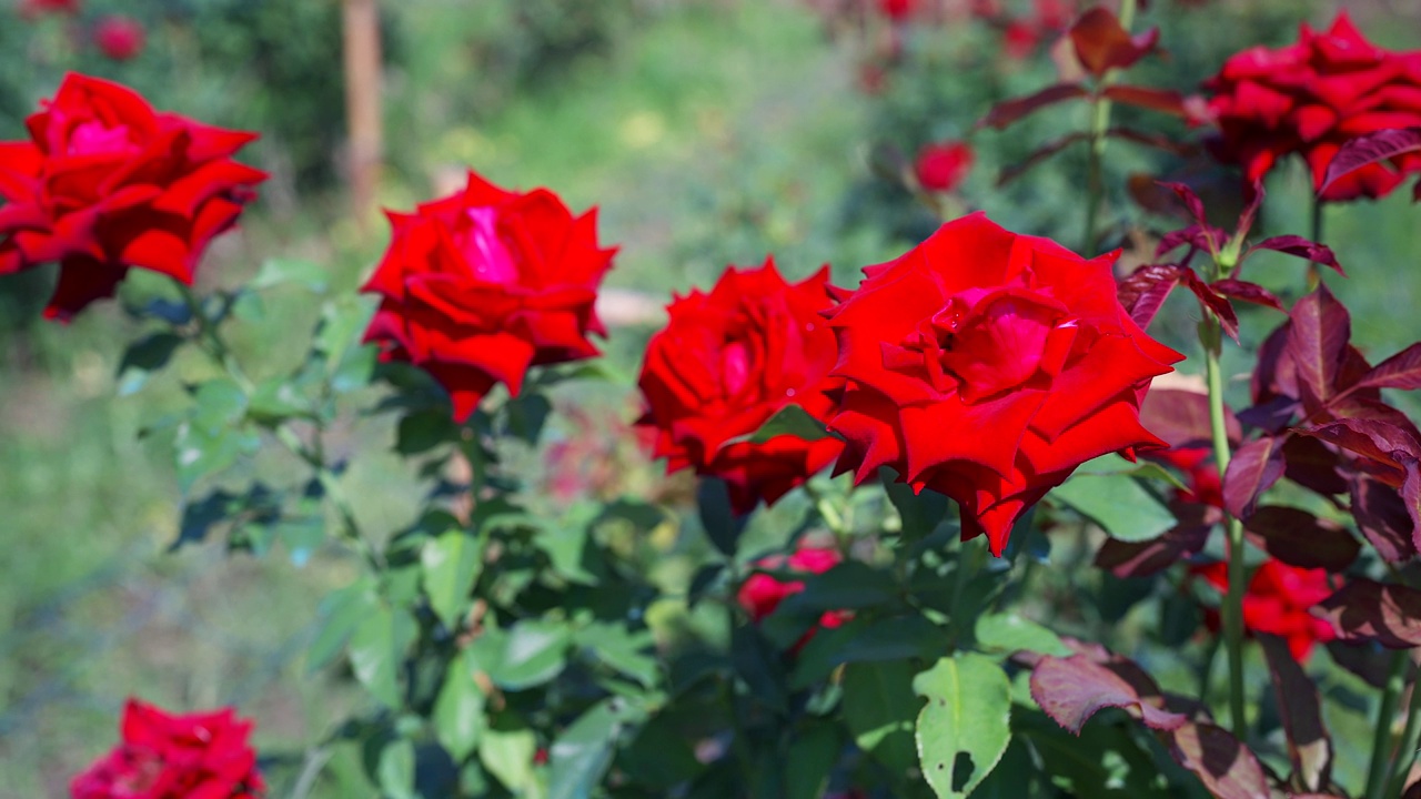 红玫瑰在田野里盛开。视频下载