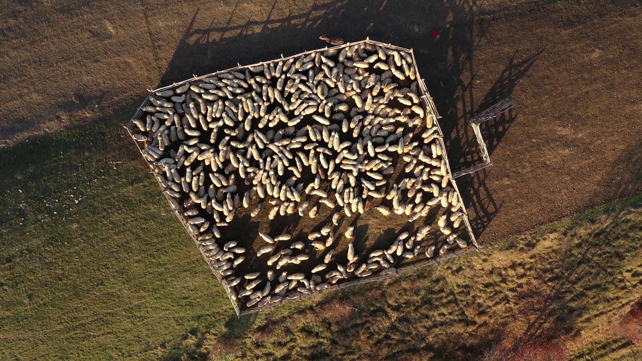 鸟瞰群山中的羊圈，里面有一群羊。秋天的农田里嗡嗡作响视频素材