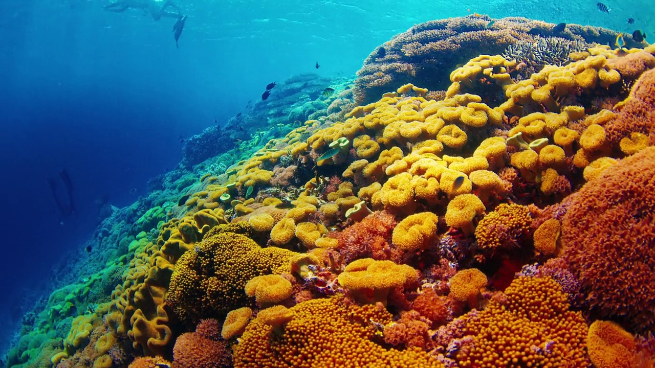 印度尼西亚科莫多国家公园水下健康的珊瑚礁。摄像机在水下缓慢移动，在色彩斑斓的珊瑚礁上，有很多健康的珊瑚和鱼视频下载