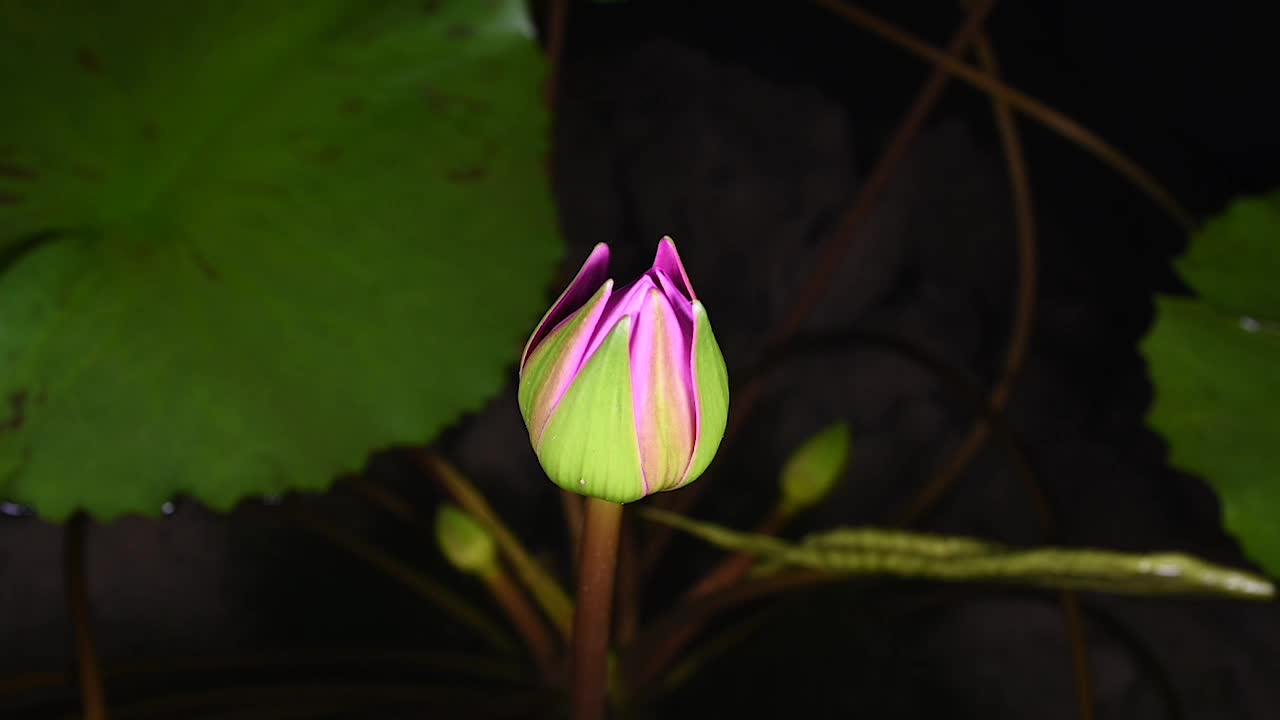 美丽的粉红色睡莲盛开在池塘的绿叶背景。视频下载