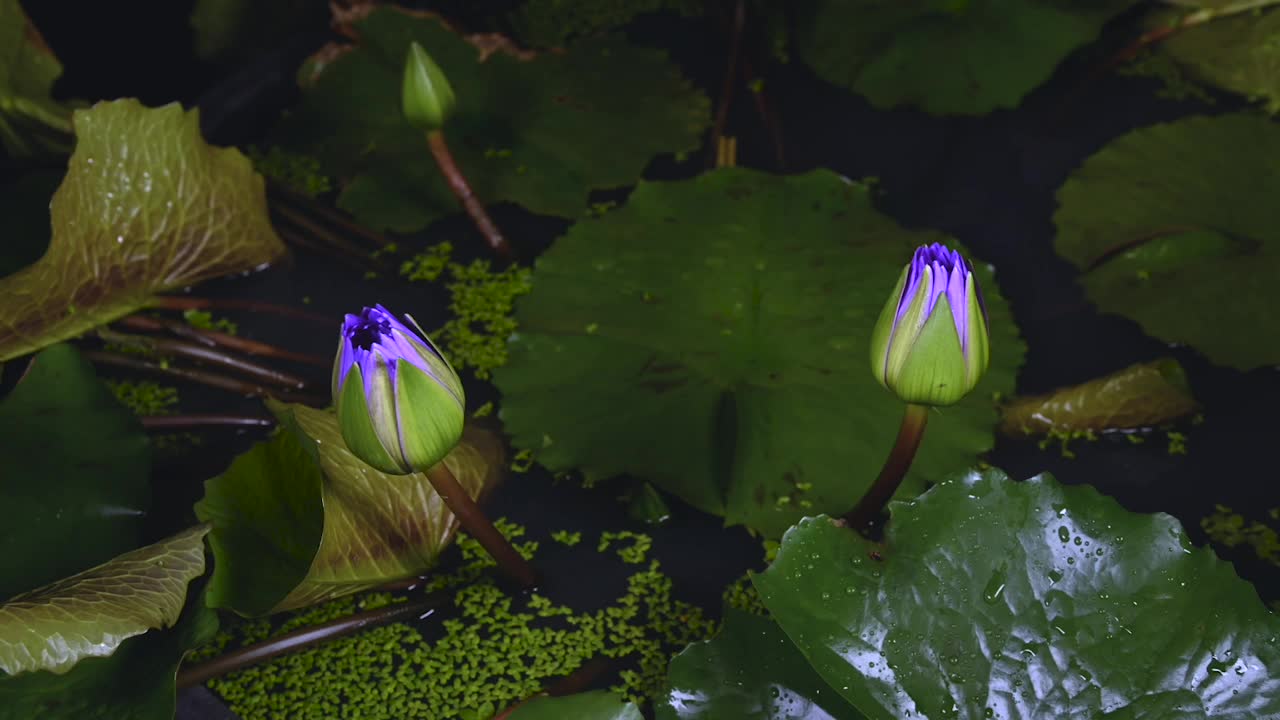 美丽的紫色睡莲盛开在池塘的绿叶背景。视频下载