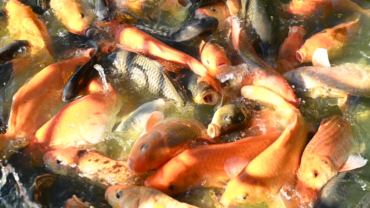 许多在鱼池里觅食的五颜六色的鲤鱼聚集成一群。视频下载