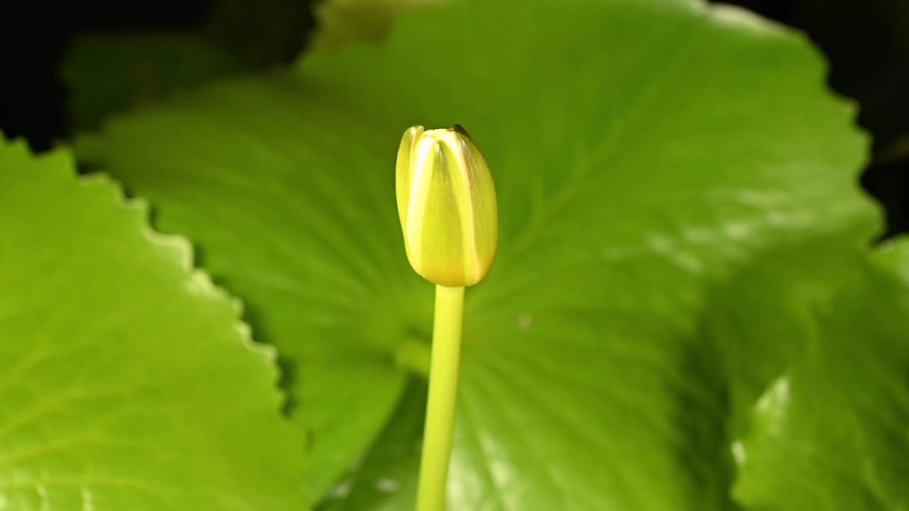 美丽的黄色睡莲盛开在池塘的绿叶背景。视频下载