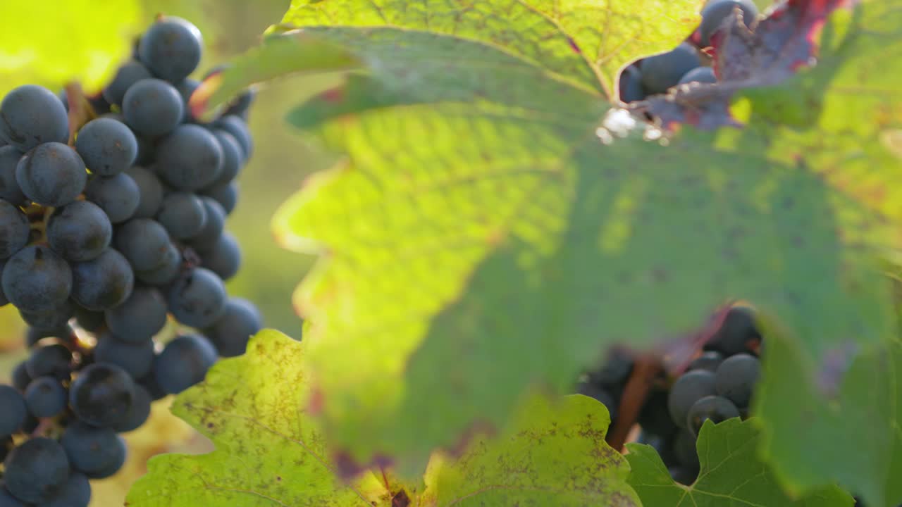 滑在葡萄园里成熟的蓝色葡萄上视频下载