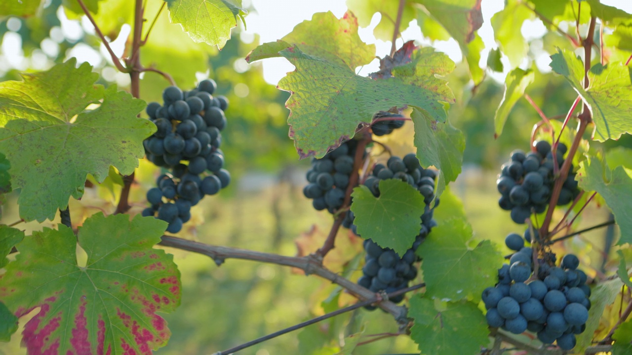 阳光明媚的秋天，葡萄园里挂着一颗蓝色的葡萄视频下载