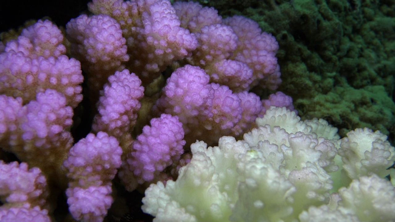 不同颜色的漂白珊瑚骨架视频下载