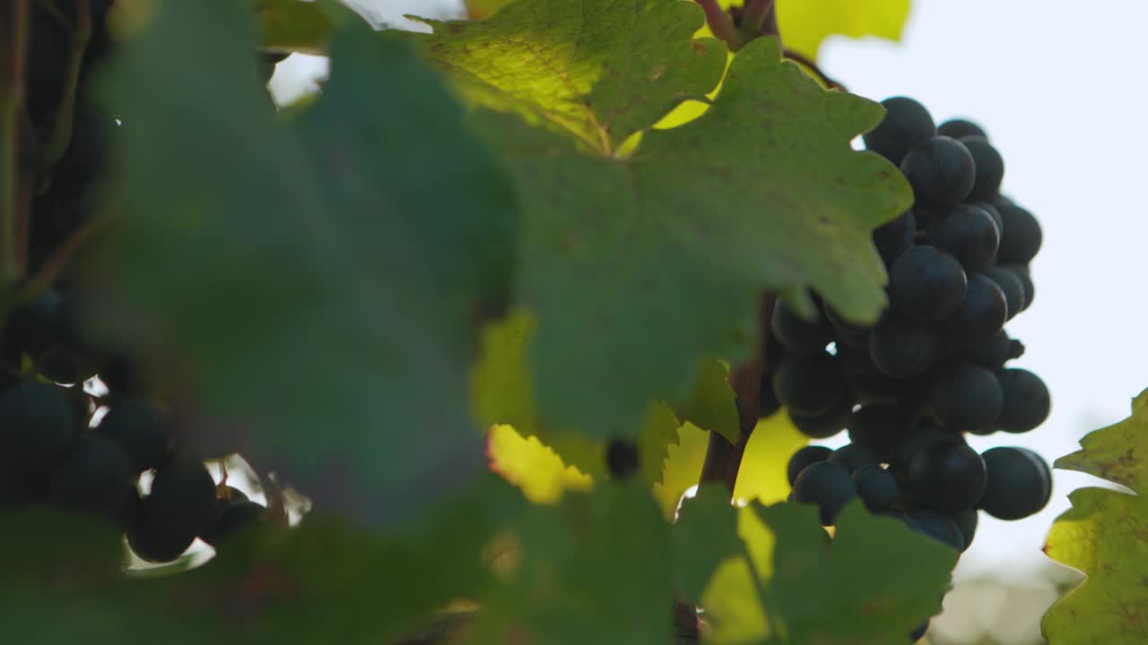 一个蓝色的葡萄挂在葡萄园与阳光的滑动特写视频下载