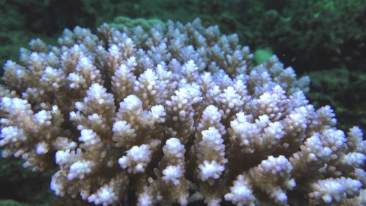逐渐白化的珊瑚视频下载
