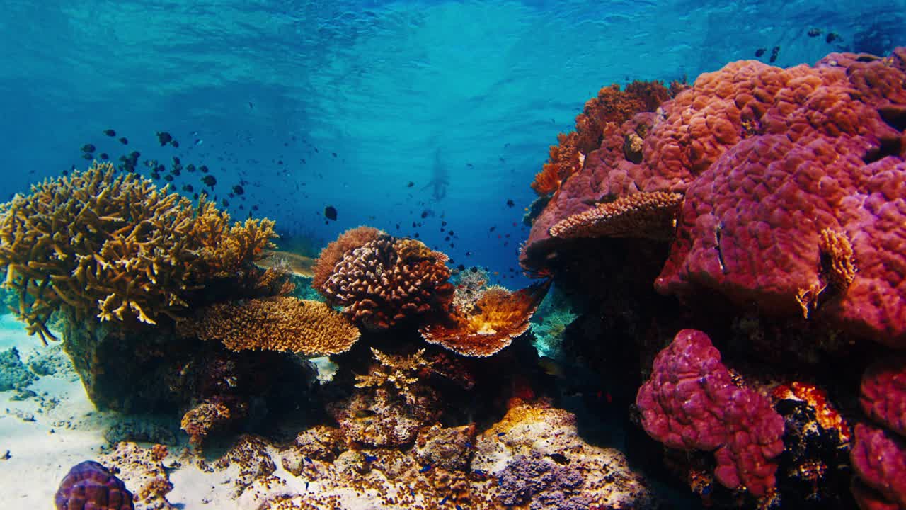 印度尼西亚的珊瑚礁。在印度尼西亚的科莫多国家公园里，镜头向前移动，在水下滑行，靠近生动的珊瑚礁视频下载
