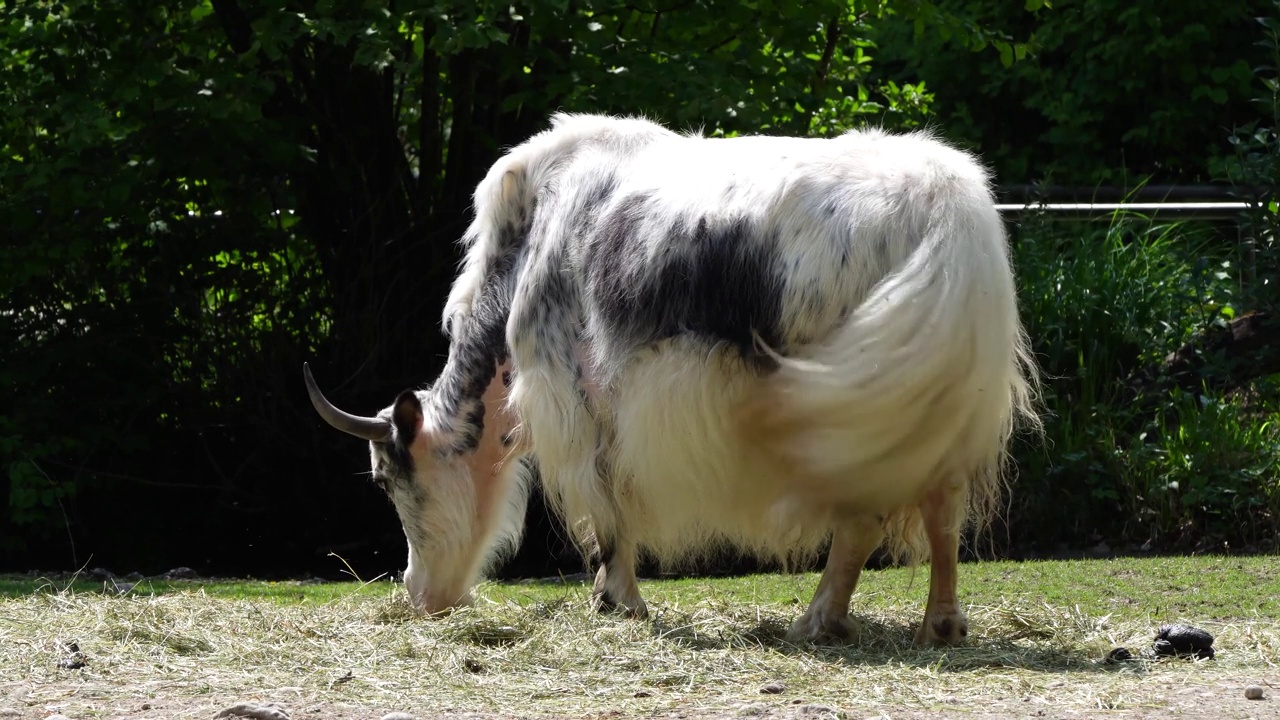 国内牦牛，Bos mutus grunniens。一种在喜马拉雅地区发现的长毛家养牛科动物视频下载