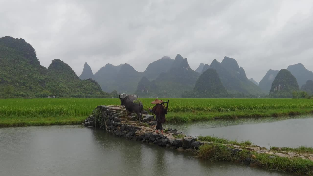 桂林，一位中国老农带着水牛在稻田旁耕作视频下载