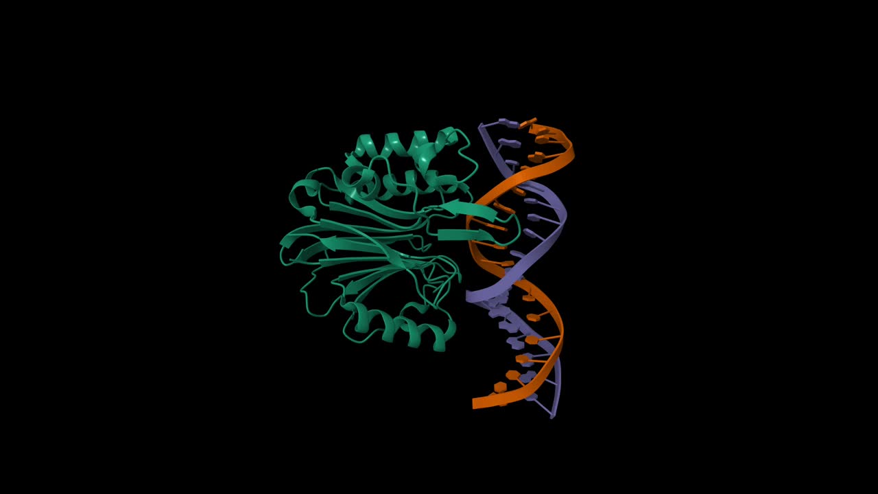 LINE-1核酸内切酶结构域与DNA的复合物视频素材
