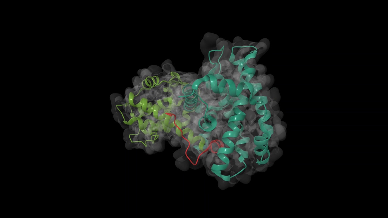 视网膜母细胞瘤肿瘤抑制蛋白(绿色)结合E2F肽的晶体结构视频下载