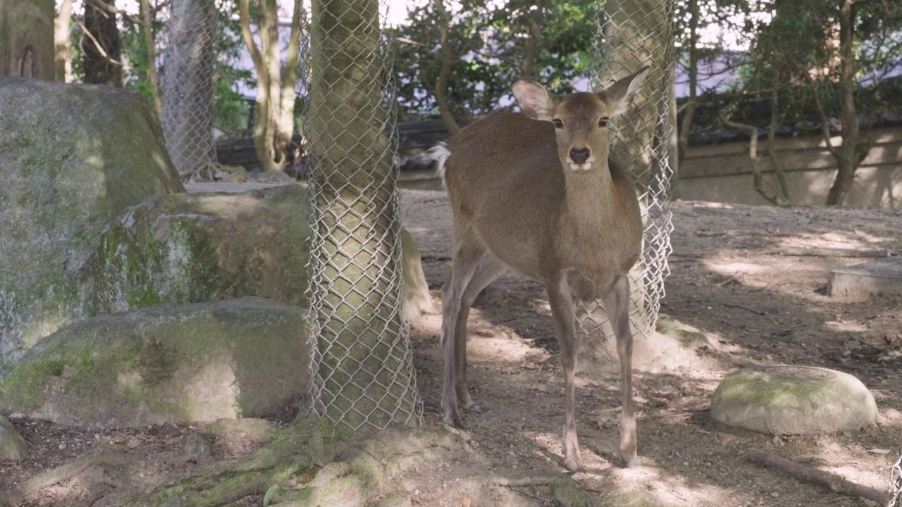 奈良公园里的鹿视频下载