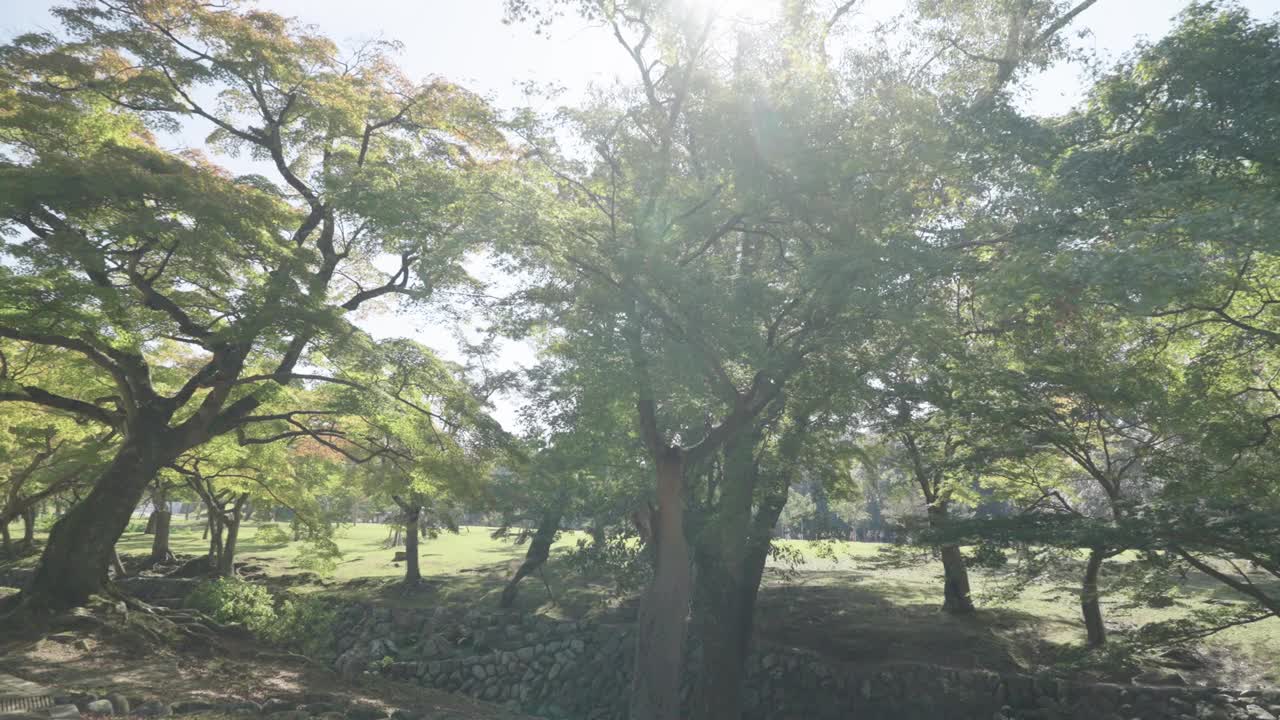 奈良公园里的鹿视频下载