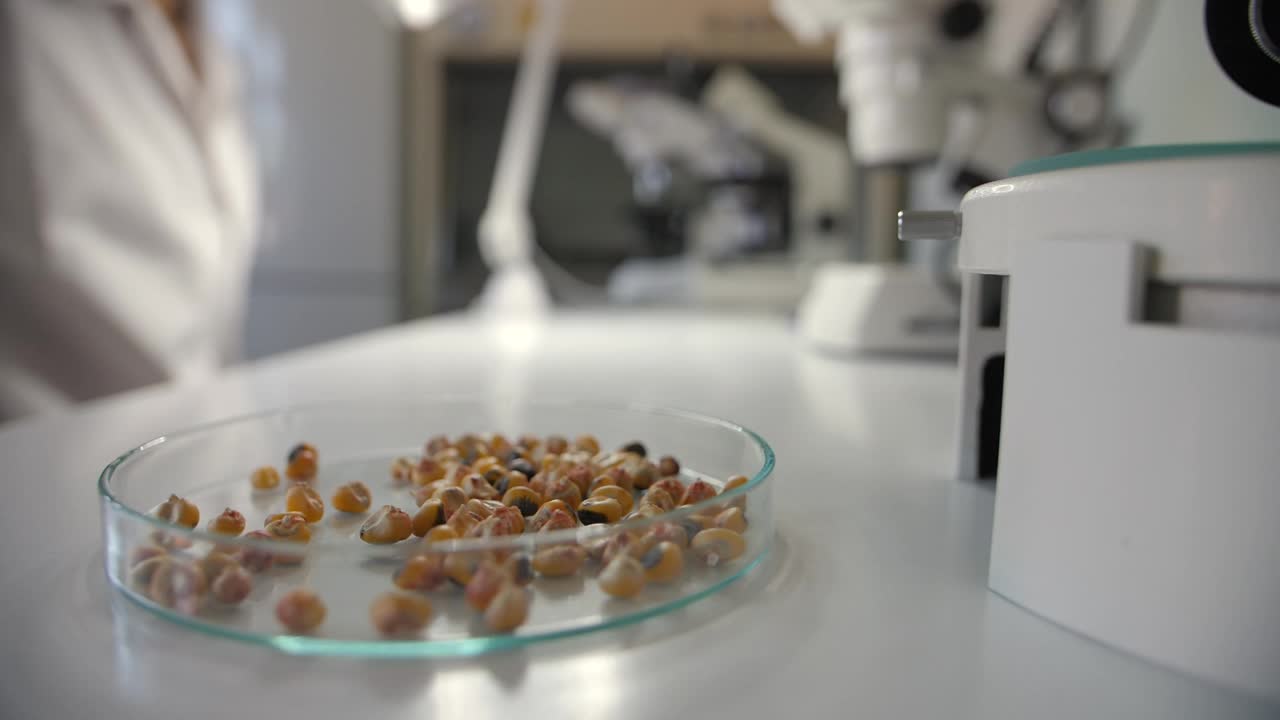 实验室用显微镜近距离观察玉米视频下载