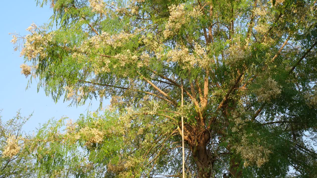 空中拍摄的辣木或沙詹植物与蓝天自然。印度药用树，用于健康和治疗疼痛疾病。视频下载