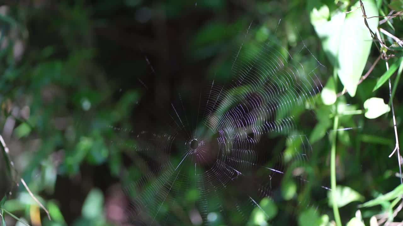 蜘蛛网在风中摇曳视频素材